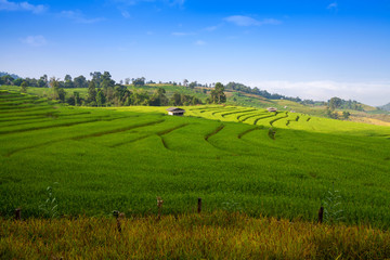 Fototapeta na wymiar Green Terraced Rice Field in Chiangmai, Thailand.