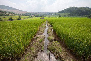 Irrigation water into rice field