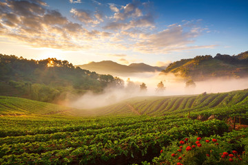 Obraz premium misty morning sunrise in strawberry garden at doi angkhang mount