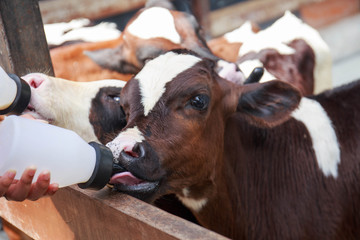 little baby cow feeding from milk bottle