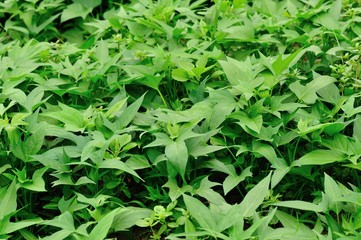sweet potato crops grow in garden 