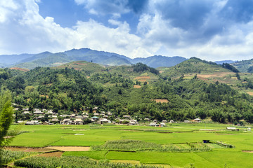 Fototapeta na wymiar Terraced rice field