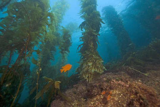Garibaldi fish underwater at California reef