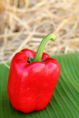 Red bell pepper fresh colorful