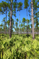 Florida Pine Flatwoods Landscape