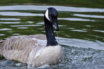 Water Draining From the Bill of a Canada Goose