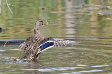 Female Mallard Duck with Outstretched Wings