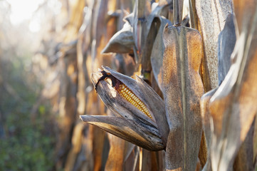 Corn field detail at morning
