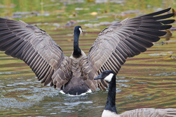 Canada Goose with Outstretched Wings