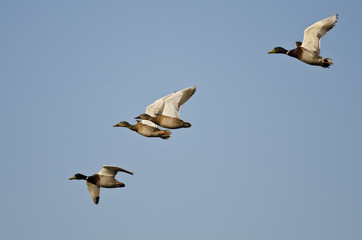 Fototapeta na wymiar Flock of Mallard Ducks Flying in a Blue Sky