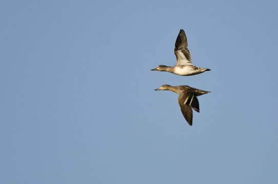 Two Green-Winged Teals Flying in a Blue Sky