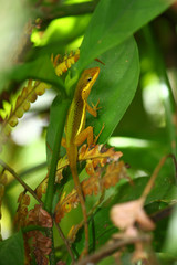 Upland Grass Anole Puerto Rico