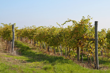 Obraz premium Sunny vine rows