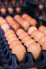 brown egg in the farm