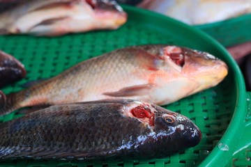 Fresh fish in the market.