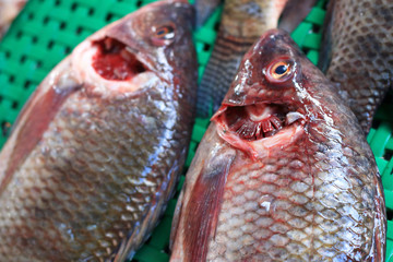 Fresh fish in the market.