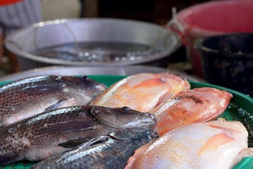 Fresh fish in the market.