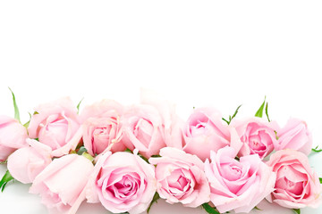 Obraz na płótnie Canvas pink rose