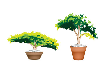 Two Evergreen Plant in Terracotta Flower Pot