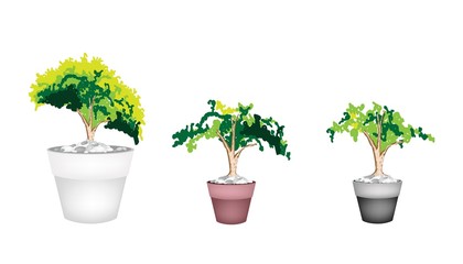 Three Evergreen Plant in Terracotta Flower Pot