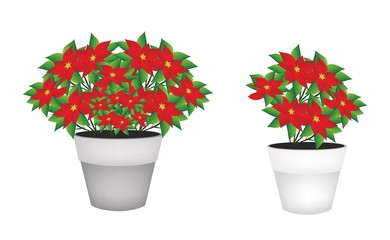 Exotic Red Poinsettia Flower in Flower Pot