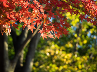 黄葉背景の紅い楓