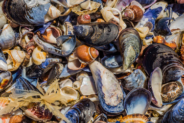 Variety of Sea Shells