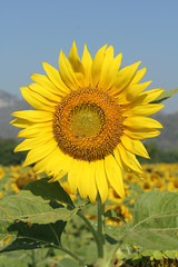 sunflower.