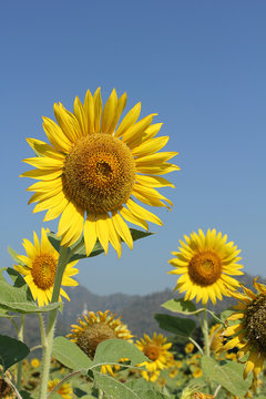 sunflower.