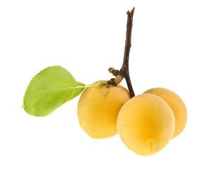 apricots