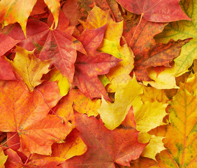 Surface covered with colorful maple leaves