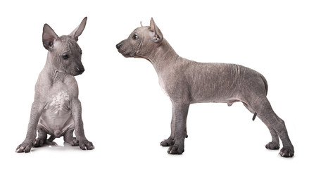 One and half month old xoloitzcuintle puppy