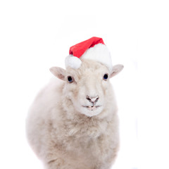 Portrait Of sheep in christmas hat On White