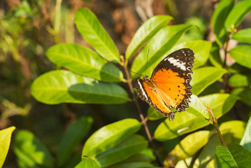 Patch Butterfly on green leaf .