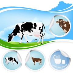 Cow.Farming dairy product.Fresh milk