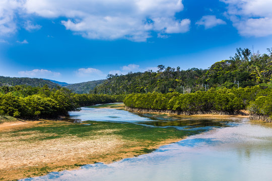 193 最適な ヒルギ林 画像 ストック写真 ベクター Adobe Stock