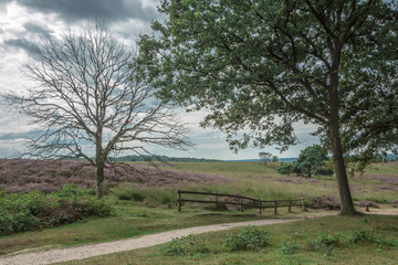 Dry tree and fence.