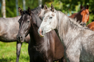 Fototapeta na wymiar Portrait of two beatiful horses in the herd