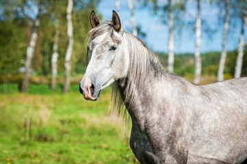 Fototapeta na wymiar Portrait of beatiful andalusian stallion