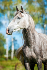 Portrait of beatiful andalusian stallion