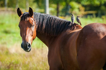 Naklejka premium Portrait of a horse with two birds sitting on its back