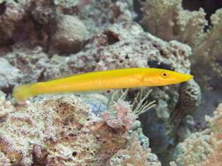 Cigar wrasse