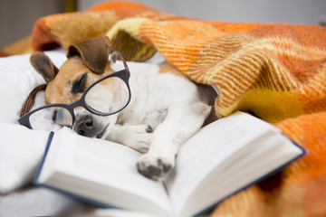 Dog asleep reading book