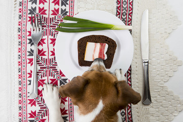 Dog with Ukrainian traditional appetizer.