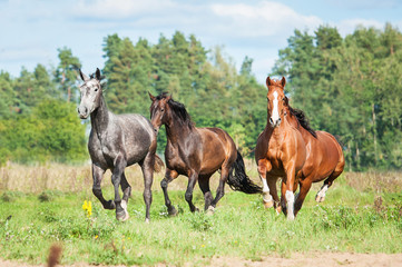 Herd of horses running on the pasture in autumn