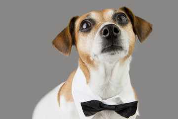 Dog portrait with tie. Gray background