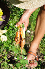 jardinage - écolte de carottes