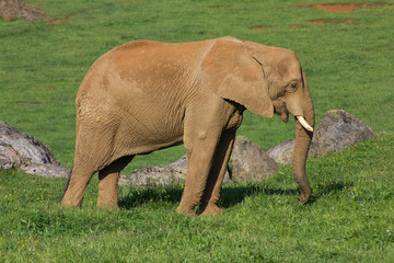 Elefante Africano. Loxodonta africana. Cabárceno, Cantabria.