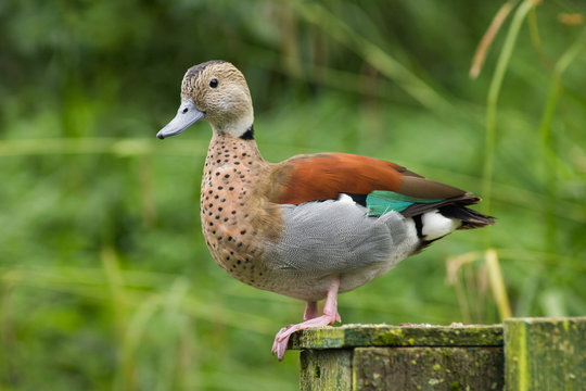Garceta de Collar. Callonetta leucophrys.