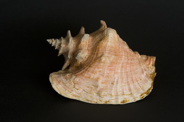 Conch shell. A protected species.
